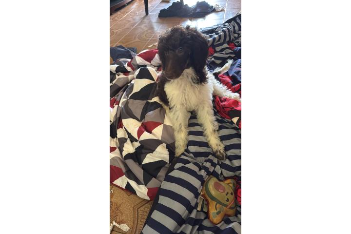 Golden doodle standar 1200 Puerto Rico