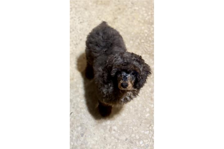 Poodle Hembra AKC Puerto Rico