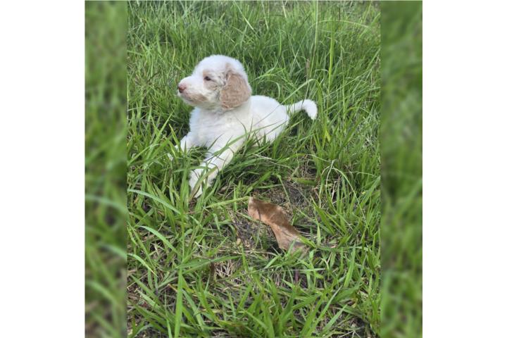 Poodle standar  Puerto Rico