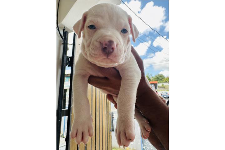 American pitbull Puerto Rico