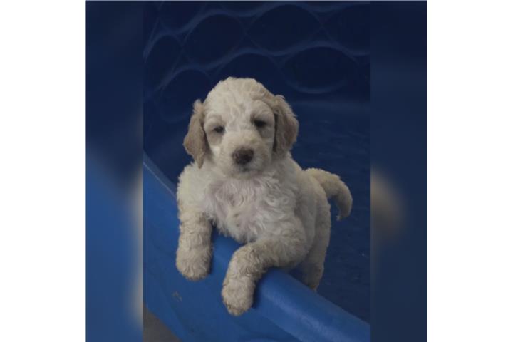 Poodle standar  Puerto Rico