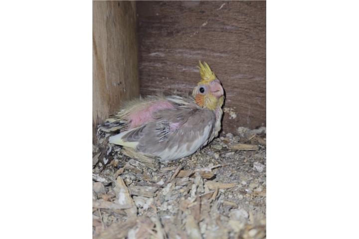 Hermoso cocatiel$50 Puerto Rico