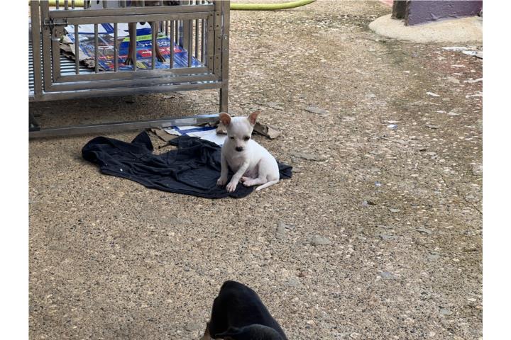 Chihuahua Puerto Rico