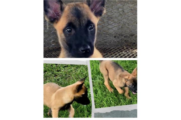 Pastol Belga Malinois Puerto Rico