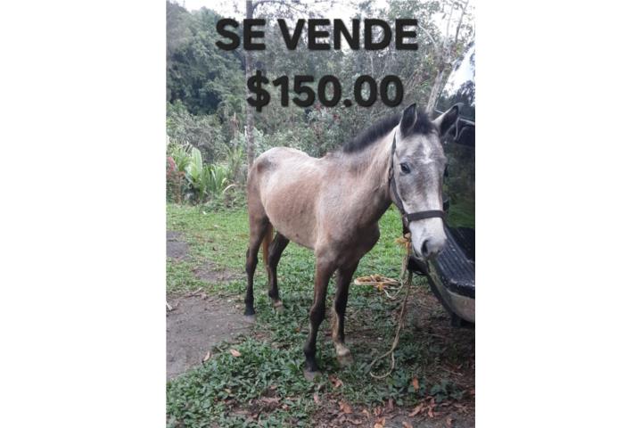 Caballo de 2 años Puerto Rico