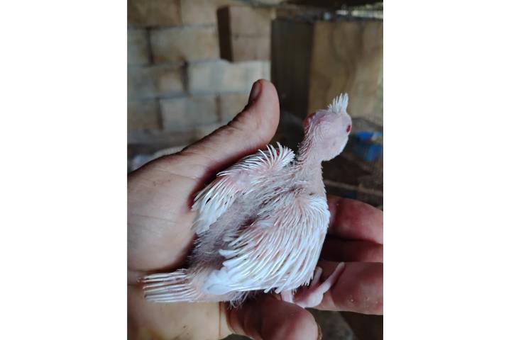 Cackatil hand feeding Puerto Rico