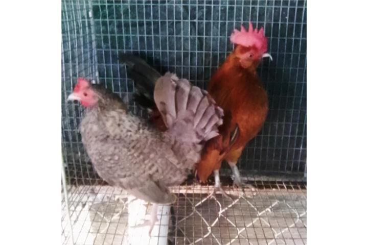 Ultima Pareja de kiris  Puerto Rico