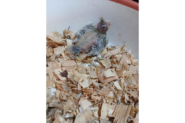 Bebe de cockatiel esmeralda  Puerto Rico