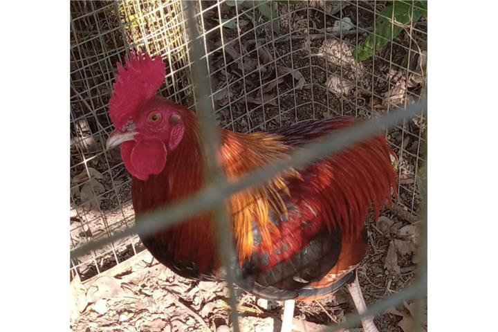 GALLO BOLO INGLES Puerto Rico