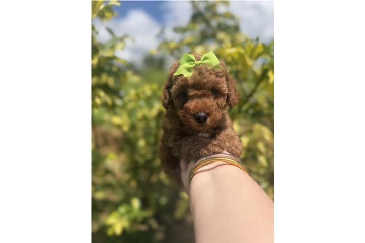 Toy poodle rojita / Registro AKC Puerto Rico