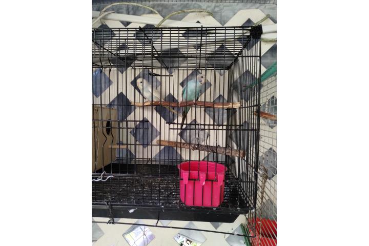 Vendo o cambio Puerto Rico