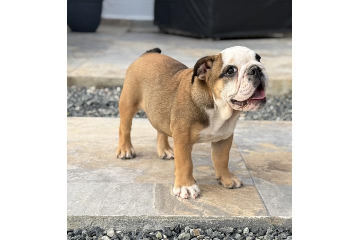 Bulldog ingles. English bulldog hembra Puerto Rico