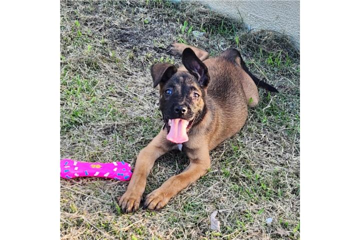 Pastor Belga Malinois Puerto Rico
