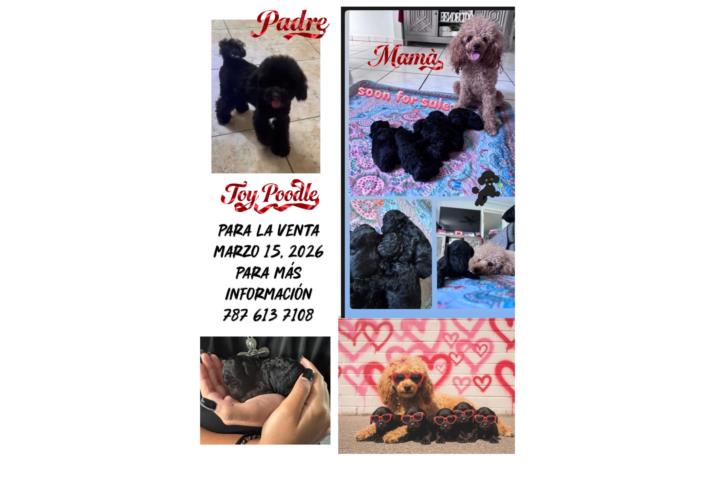 Toy poodles puppies  Puerto Rico