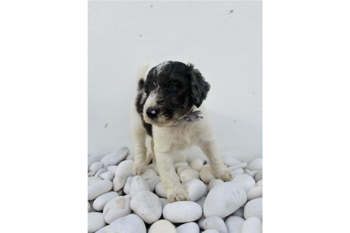 Standar poodle  Puerto Rico