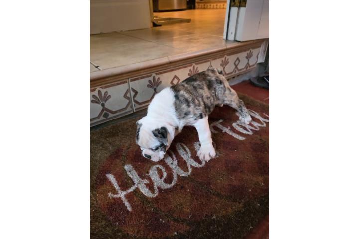 English Bulldog Blue Merle con Papeles  Puerto Rico