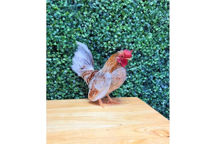 Kiri Exacto  Puerto Rico