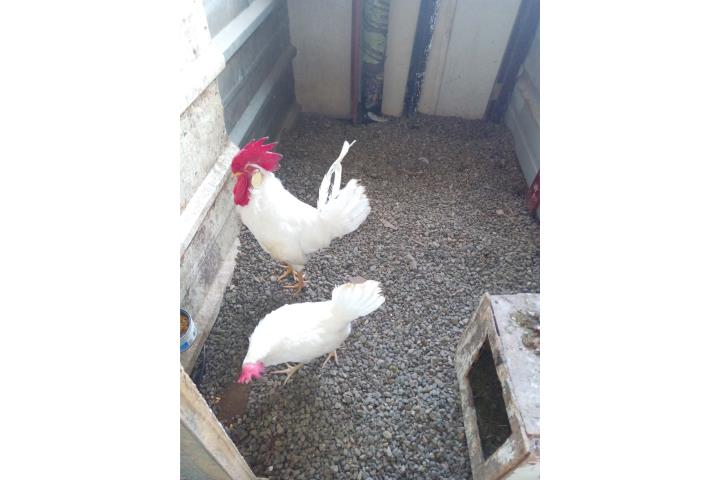 Parejas de poneforas diferentes rasas Puerto Rico