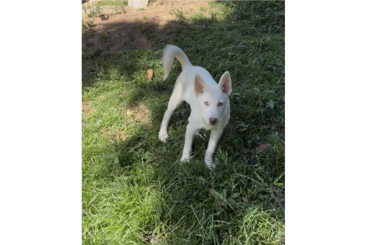 Perrita husky Puerto Rico
