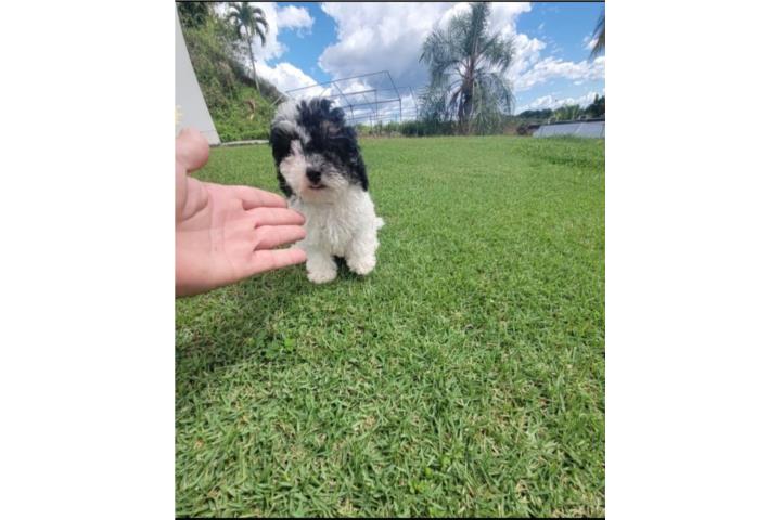 Toy Poodle Tricolor Nene Full AKC Puerto Rico