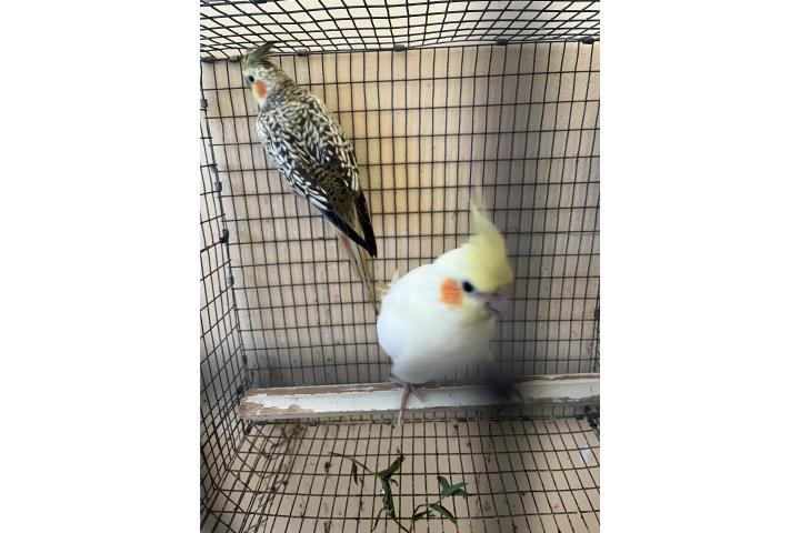 Cocatieles Puerto Rico