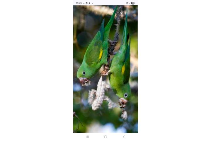 Pareja de cotorras Puerto Rico