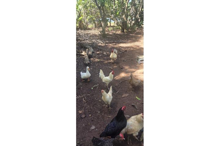 Pollos mestizo  Puerto Rico