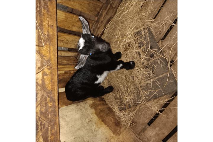 CABRITA ENANA HEMBRITA Puerto Rico