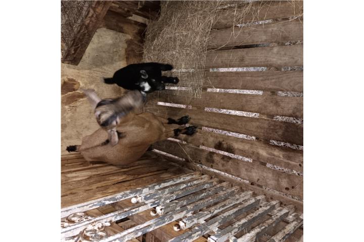 CABRITA ENANA Puerto Rico