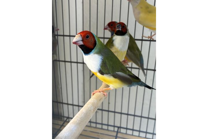 parejita de gouldian Puerto Rico