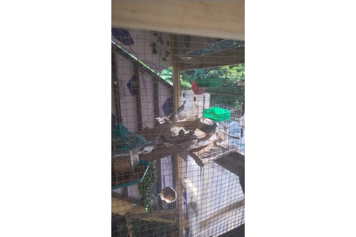 Palomita diamantes Puerto Rico