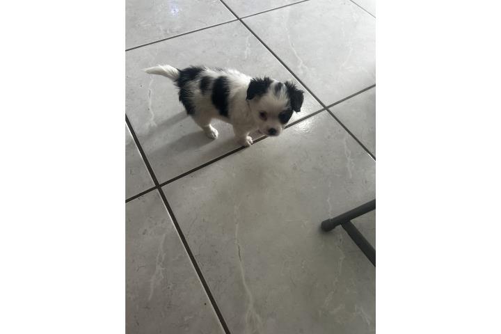 Chihuahuas de Pelo largo  Puerto Rico