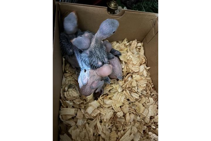 Hermosos Arlequín en violeta Puerto Rico