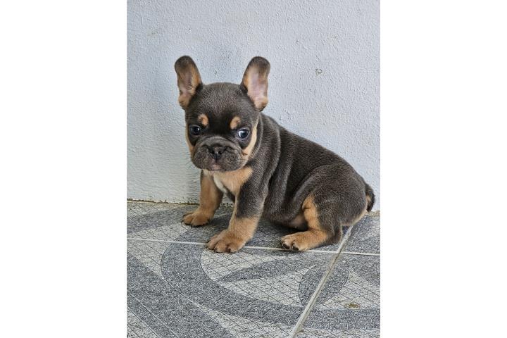 French bulldog nena Puerto Rico