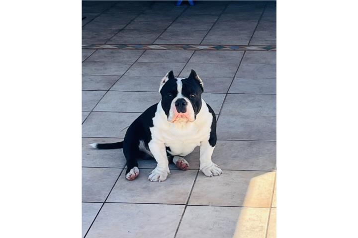 Hermoso Bully  Puerto Rico