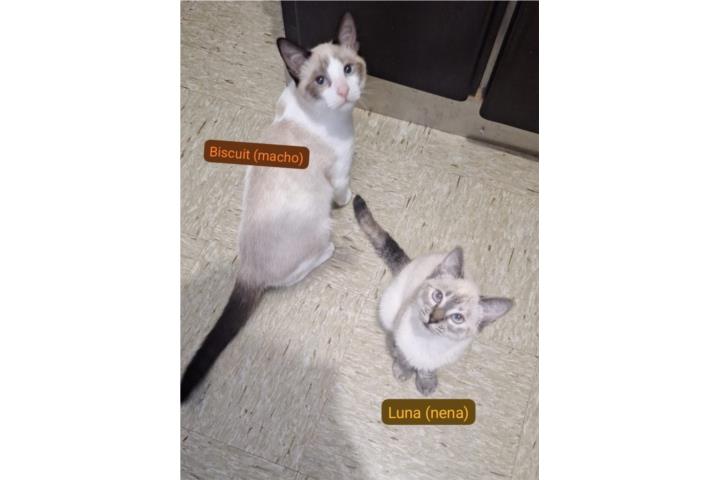 Gatitos en adopcion (pareja macho y hembra) Puerto Rico
