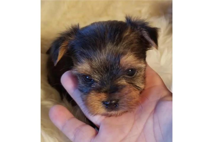 Toy Yorkie Puerto Rico