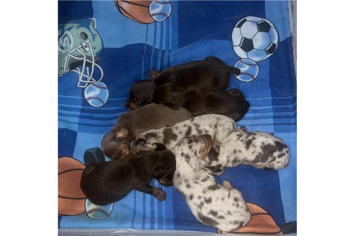 Salchichas mini Puerto Rico