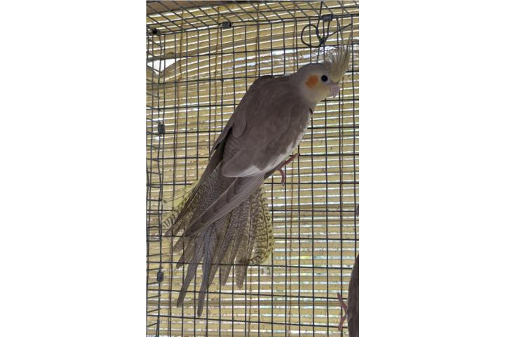 Cockatiel  Puerto Rico