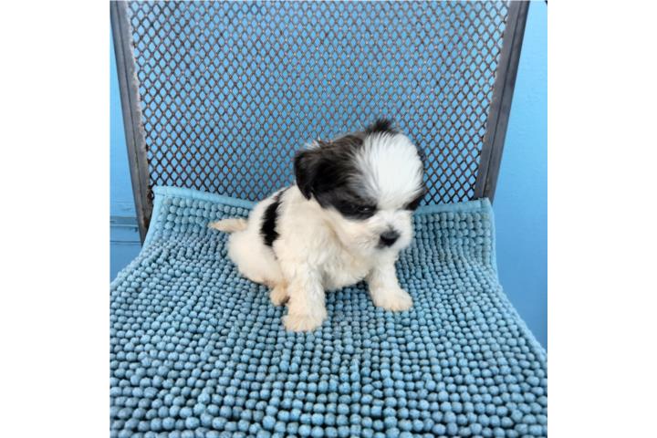 BELLO SHITZU MACHITO CON PAPELES Y VACUNAS Puerto Rico