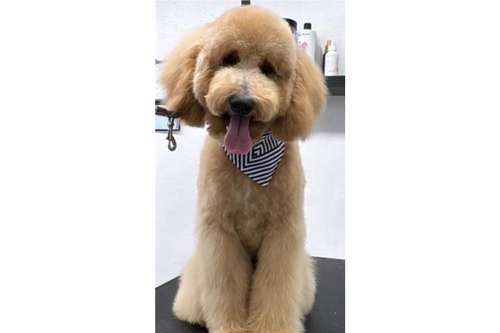 Poodle Standard  Puerto Rico