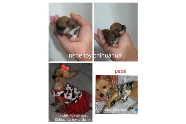 Chihuahua toy nene .bello padres toy  Puerto Rico