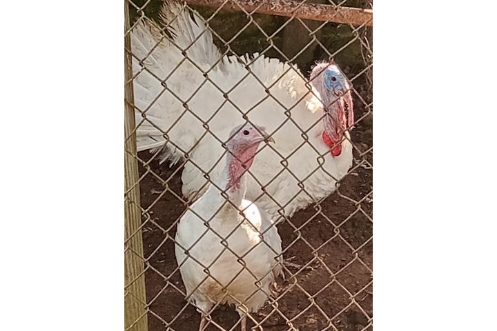 PAREJA DE PAVOS BLANCOS  Puerto Rico
