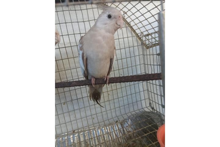 COCKATIEL WHITE FACE  Puerto Rico