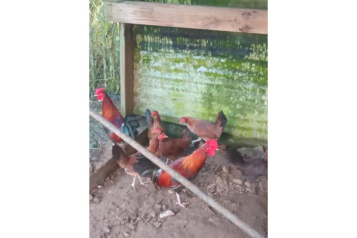 Gallos y Gallinas Jóvenes  Puerto Rico