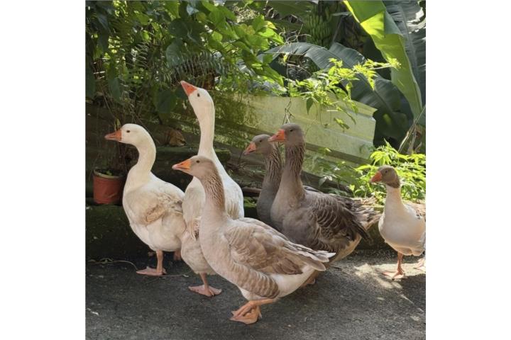 Lote de gansos  Puerto Rico