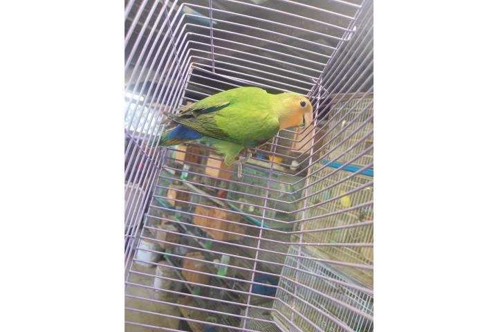 Lovebird macho  Puerto Rico