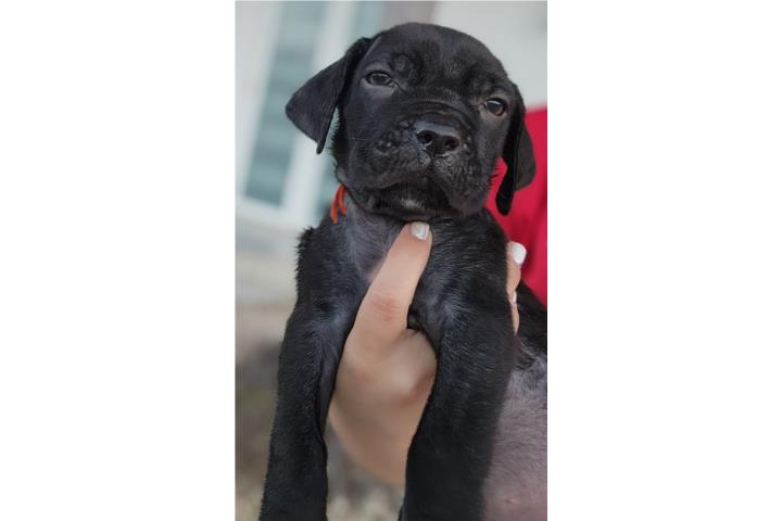 Cane Corso Puerto Rico