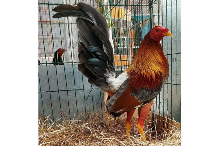 Dos padrotes probados y 4 gallinas probadas m Puerto Rico