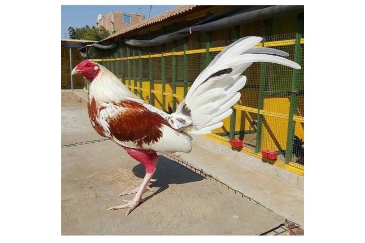 Gallos pollos adelantados y casi redy  Puerto Rico